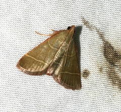 Hypsopygia nonusalis