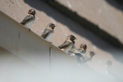 Hirundo rustica erythrogaster