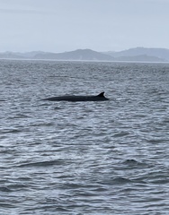 Balaenoptera edeni brydei