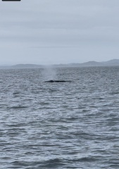 Balaenoptera edeni brydei