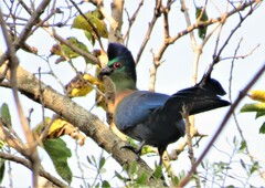 Tauraco porphyreolophus porphyreolophus