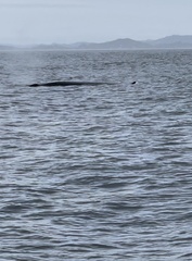 Balaenoptera edeni brydei