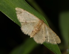 Idaea ptyonopoda