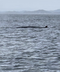 Balaenoptera edeni brydei