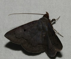 Mecodina bisignata