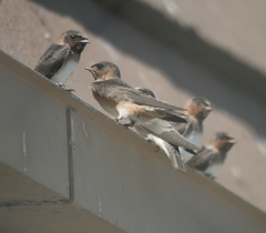 Hirundo rustica erythrogaster