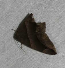 Bastilla maturescens