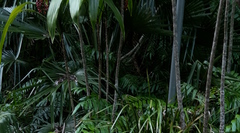 Cordyline manners-suttoniae