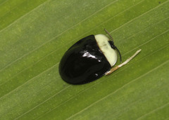 Imatidium thoracicum