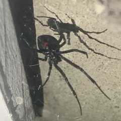 Latrodectus hesperus