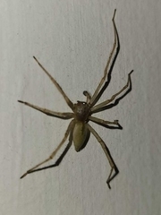 Araneae