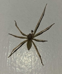 Araneae