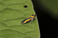 Plectoderes scapularis