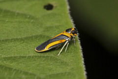 Plectoderes scapularis