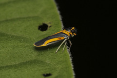 Plectoderes scapularis