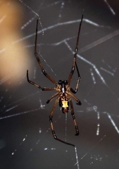 Latrodectus hesperus