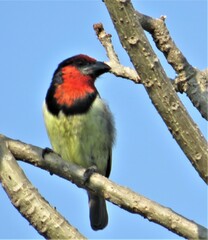 Lybius torquatus torquatus
