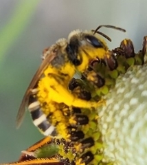 Halictus