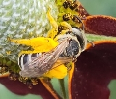 Halictus