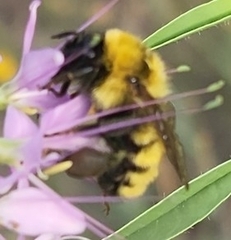 Bombus fervidus