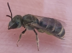 Halictus
