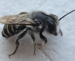 Megachile
