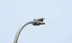 Larus crassirostris