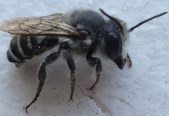 Megachile