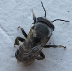 Megachile