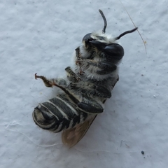 Megachile