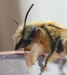 Megachile perihirta