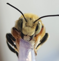 Megachile perihirta