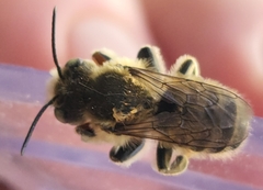 Megachile perihirta