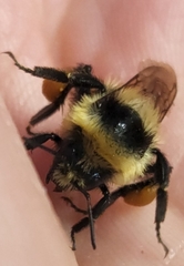 Bombus