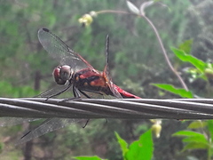 Sympetrum speciosum