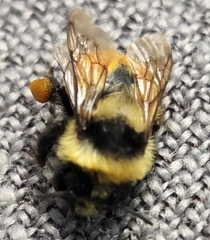 Bombus