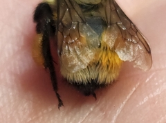 Bombus