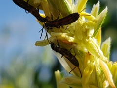 Metresura pygmaea