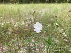 Stylisma pickeringii pattersonii