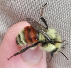 Bombus huntii