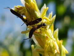 Metresura pygmaea