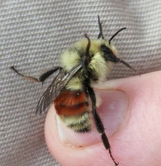 Bombus huntii