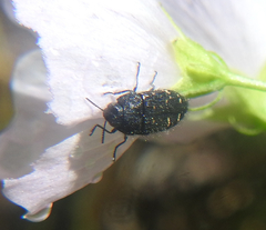 Acmaeodera knowltoni