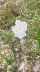 Stylisma pickeringii pattersonii