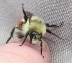 Bombus huntii