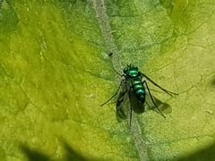 Condylostylus occidentalis