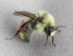 Bombus huntii