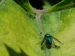 Condylostylus occidentalis
