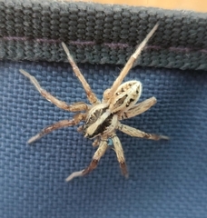 Araneae