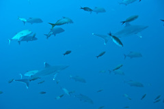 Carcharhinus albimarginatus